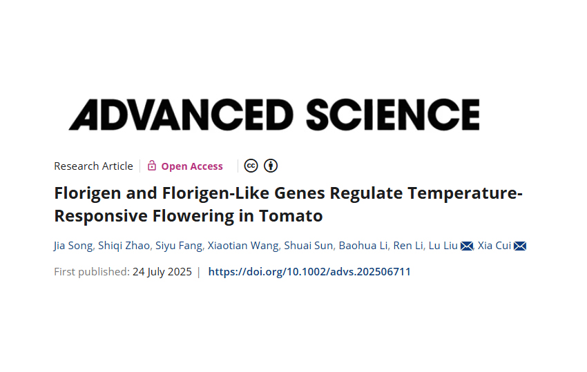 Advanced Science | Vegetable and Flower Research Institute Reveals Molecular Mechanism of High-Temperature Regulation in Tomato Flowering