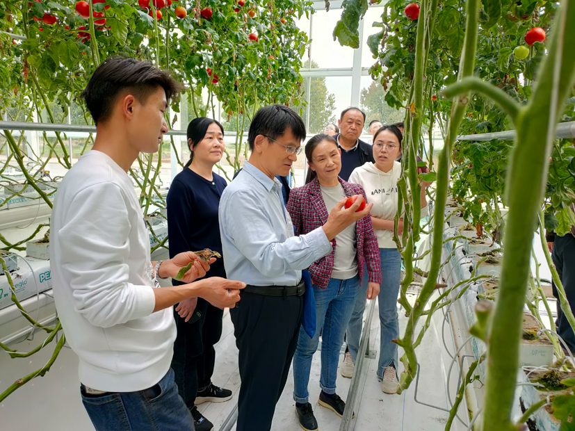 蔬菜产业专家团赴和县指导蔬菜生产2.jpg