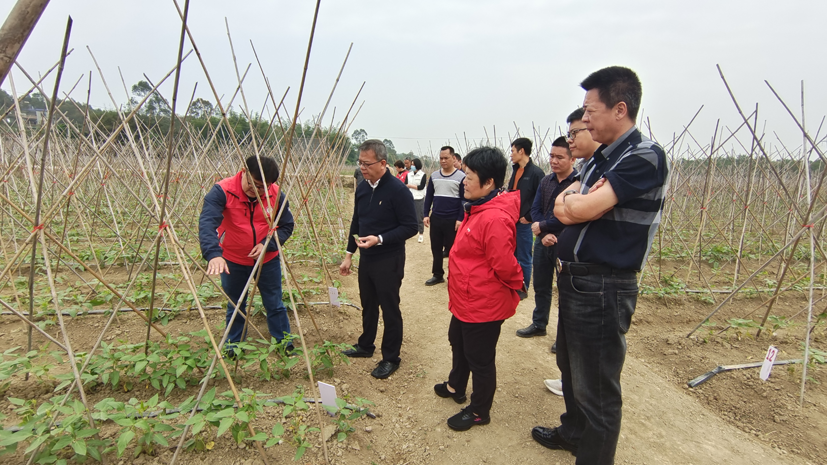 蔬菜产业专家团北海工作站专家在合浦县指导早春豇豆生产.png