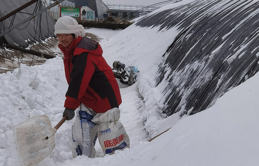 2 山东日光温室暴雪情况.jpg