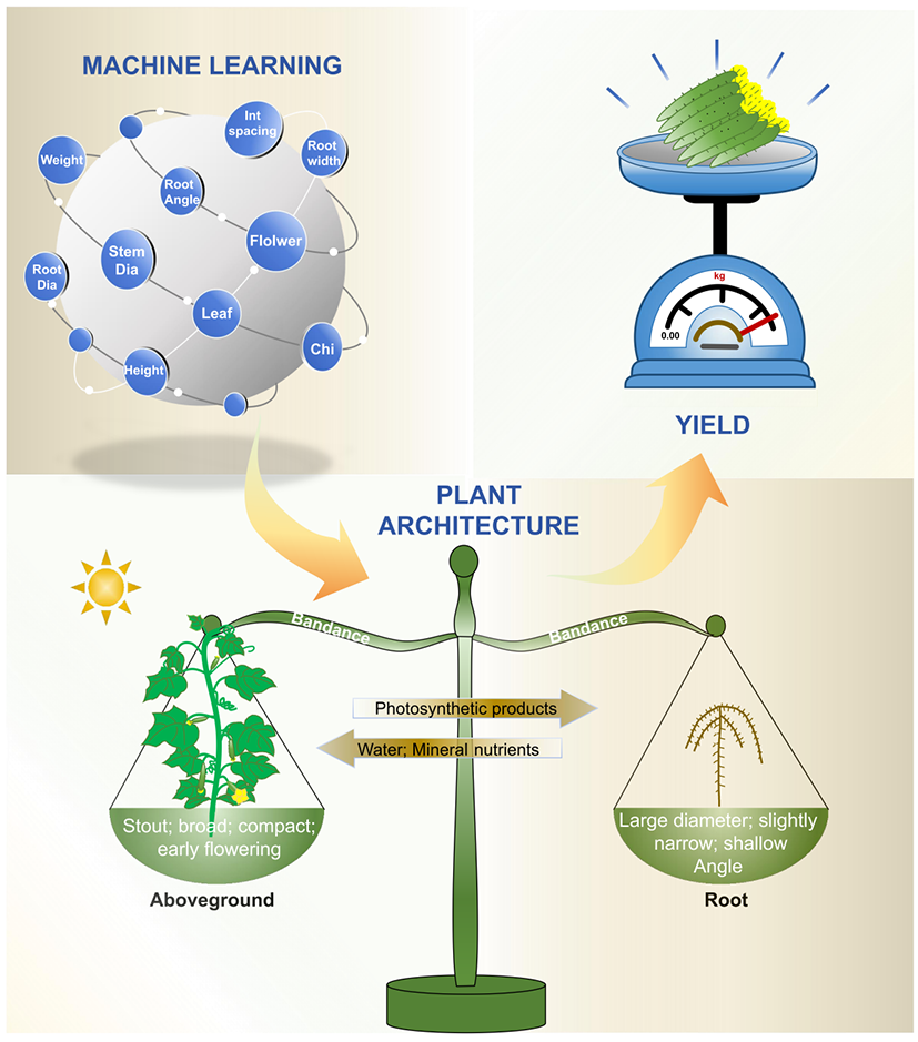图4 机器学习助力高产黄瓜株型构建示意图.png